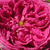 Roz - Trandafiri vechi de gradină - Aurelia Liffa